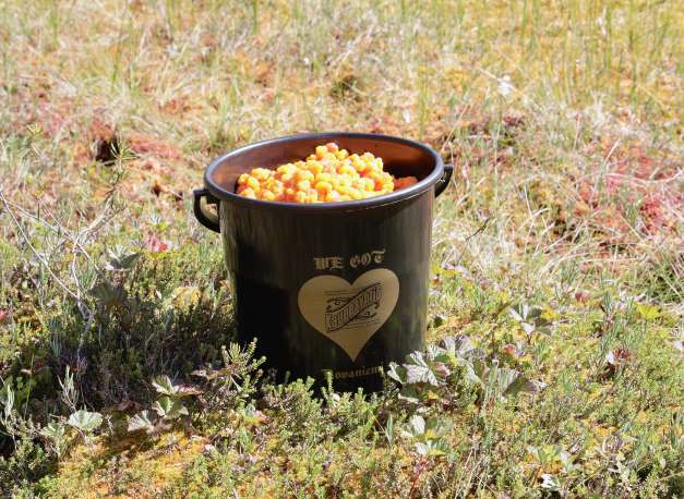 "Suot ovat olleet täynnä keltaista kultaa. Jotta marjat eivät jäisi metsään, jaamme yhteensä 500 ämpäriä burgertilausten yhteydessä." Antti Kuha kertoo.