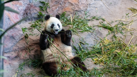 Matkailukohteiden kestävät matkaketjut Alavudella ja Ähtärissä on yksi avustusta saaneista hankkeista.