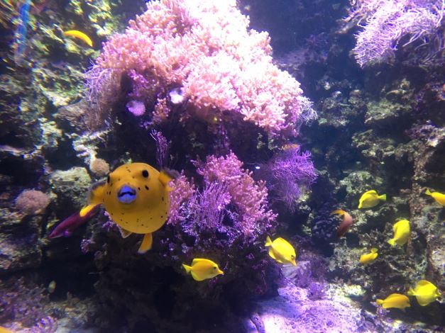 Tekoälyn avulla toimiva lipunmyynti tarjoaa asiakkaalle mm. mahdollisuuden ehdottaa oman pääsylipun hintaa.